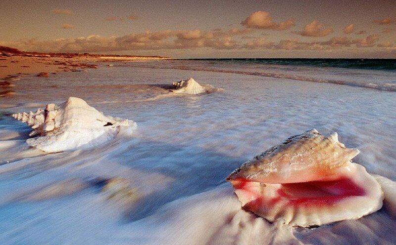 Giant Seashells on Beach