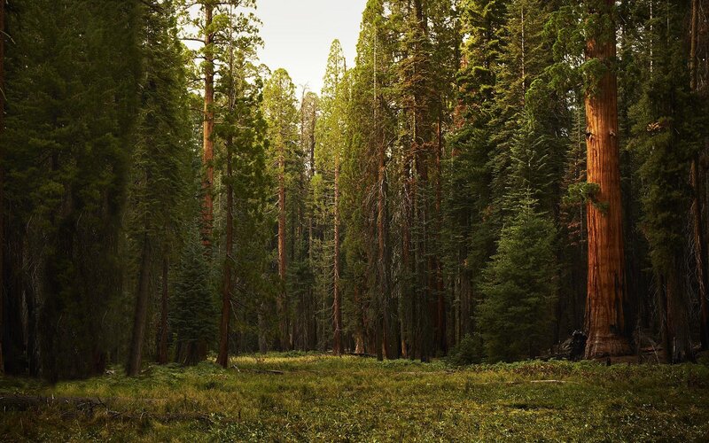 Giant Sequoia Forest — Green