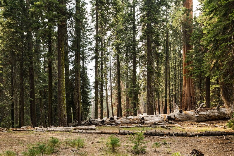 Giant Sequoia Forest