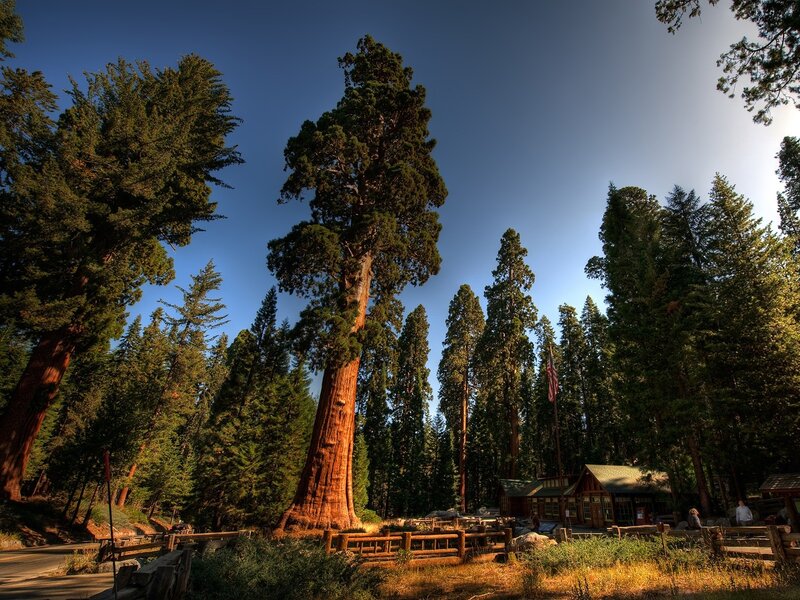 Giant sequoia in forest
