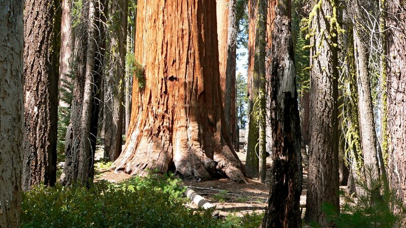 Giant sequoia in forest