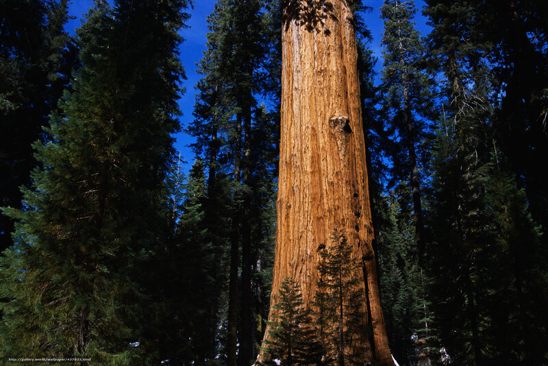 Giant sequoia in forest
