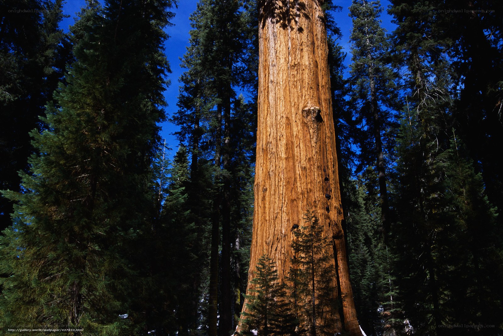 Giant sequoia in forest