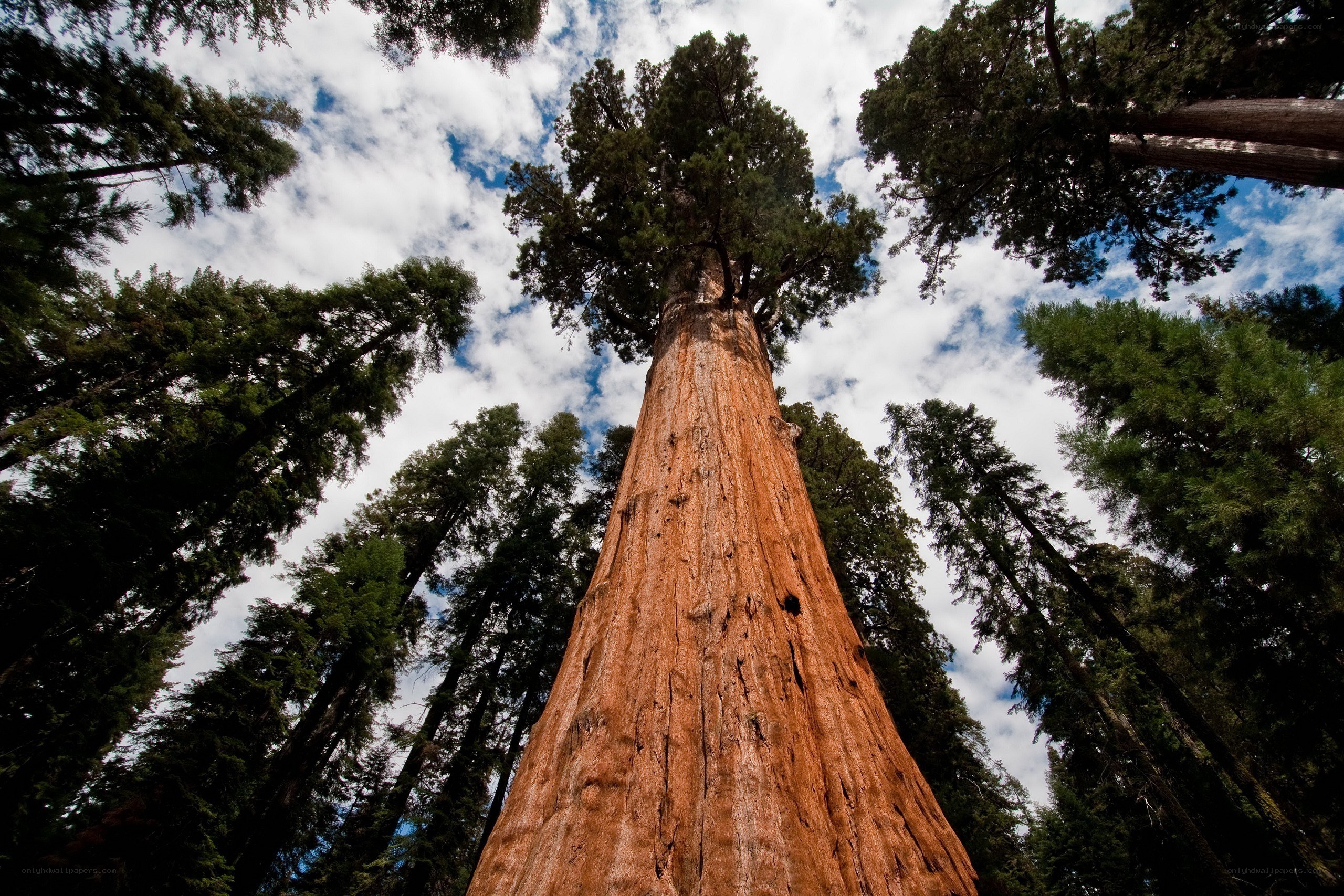 Giant sequoia tree