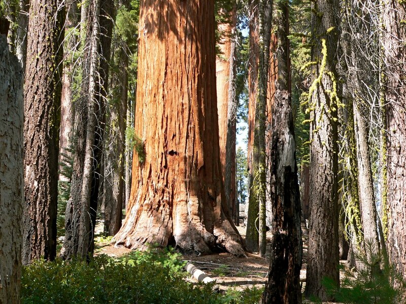 Giant Sequoia Tree — Brown, Serene, Afternoon, Photograph, Forest, Moss