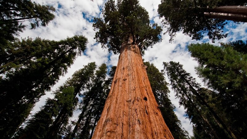 Giant Sequoia Tree — Brown, Serene, Afternoon, Photograph, Forest, Sky, Clouds
