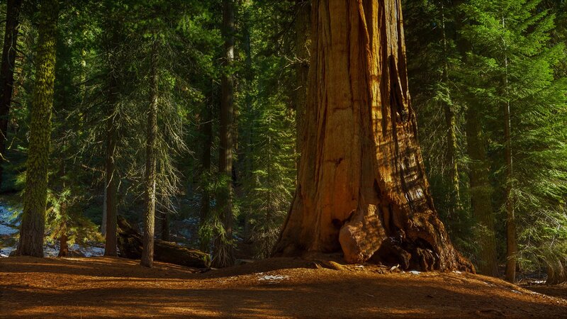 Giant Sequoia Tree — Brown, Serene, Afternoon, Photograph, Forest
