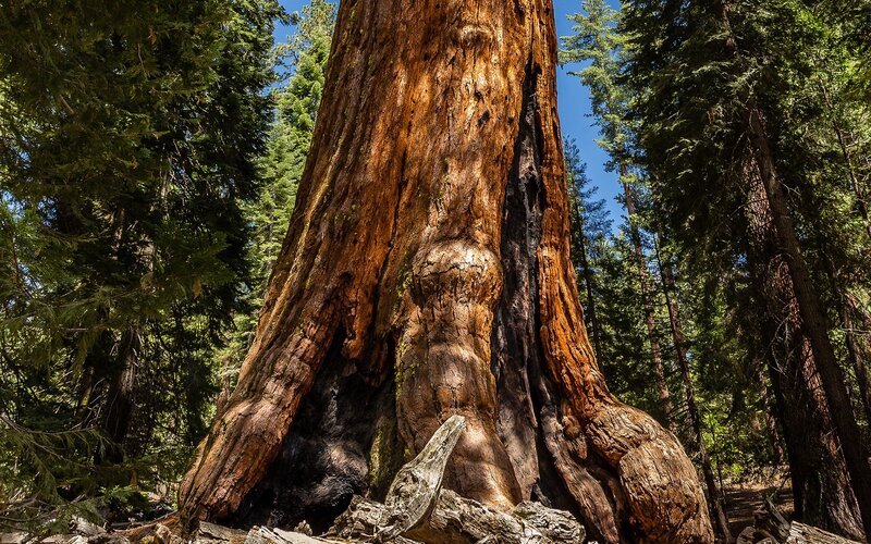 Giant Sequoia Tree — Brown, Serene, Afternoon