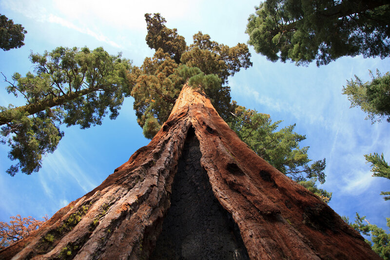 Giant Sequoia Tree — Brown, Serene