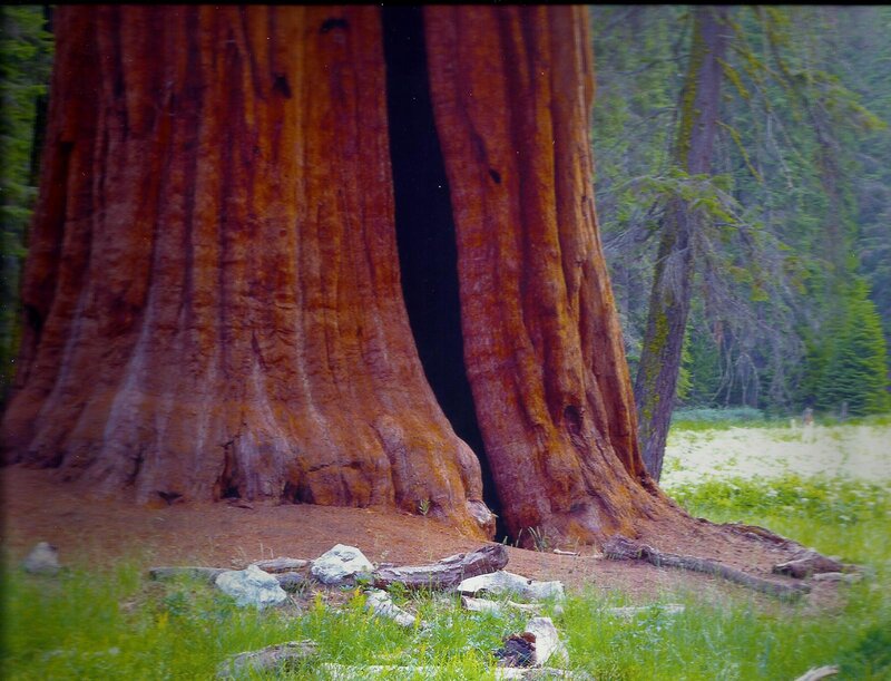 Giant Sequoia Tree — Brown