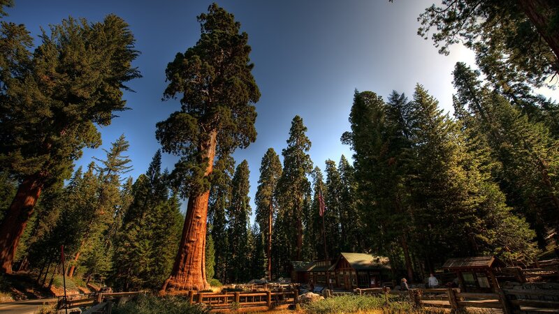 Giant Sequoia Tree — Green, Serene