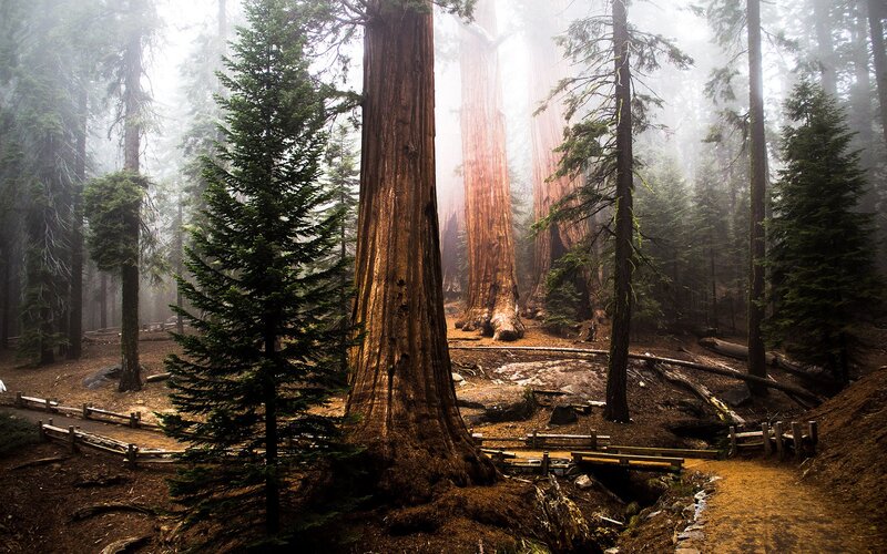 Giant Sequoia Trees — Brown, Misty
