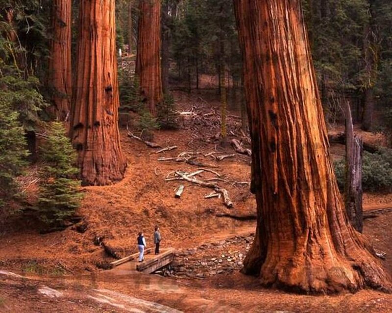 Giant Sequoia Trees — Brown, Serene, Afternoon