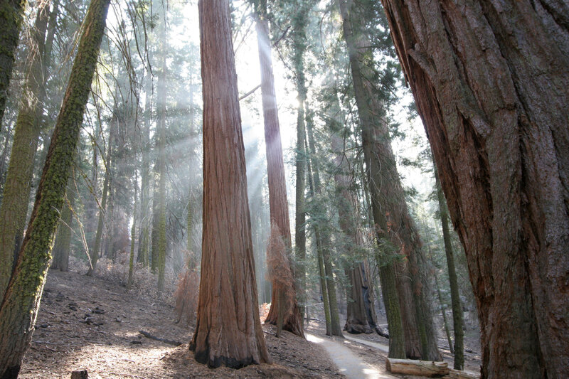 Giant Sequoia Trees — Brown, Serene, Morning, Photograph