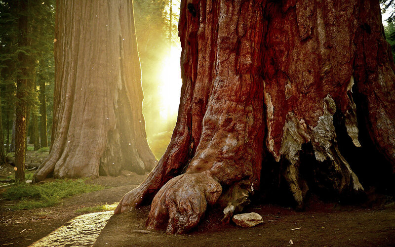 Giant Sequoia Trees — Brown, Serene, Sunset