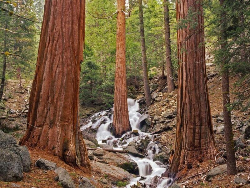 Giant Sequoia Trees — Brown, Serene