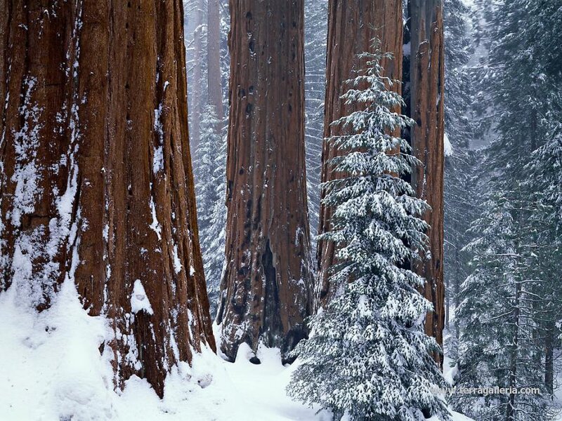 Giant Sequoia Trees — Brown, Serene, Winter, Photograph