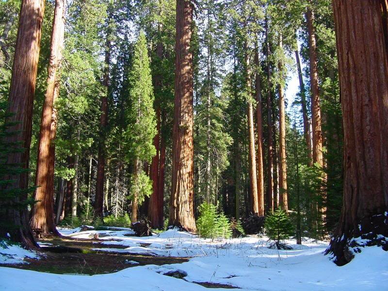 Giant Sequoia Trees — Brown, Serene, Winter