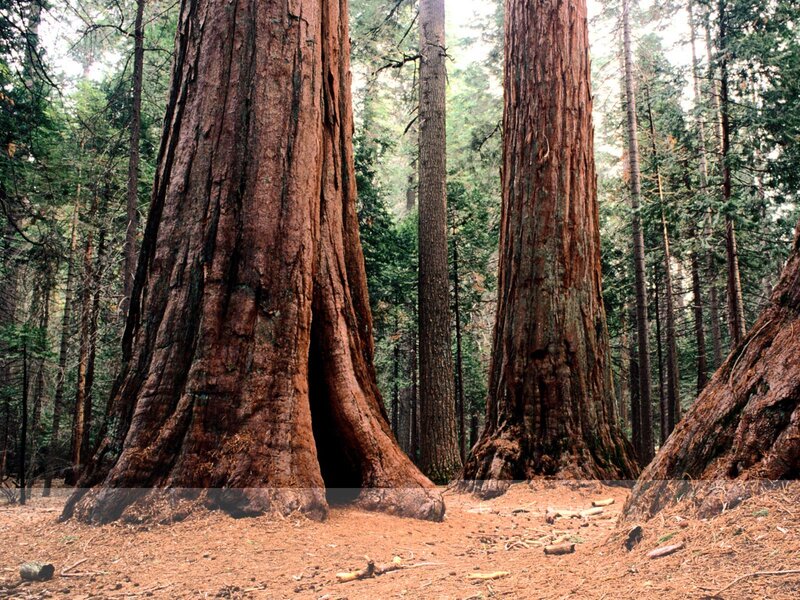 Giant Sequoia Trees — Brown