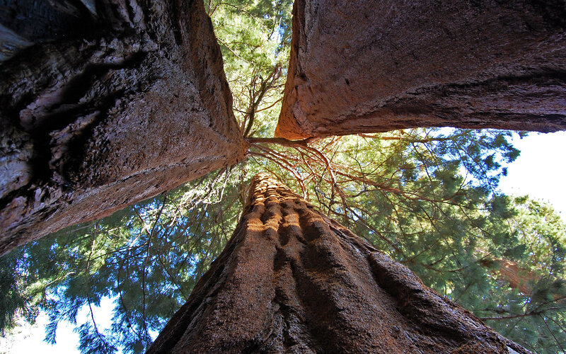 giant sequoia trees from below