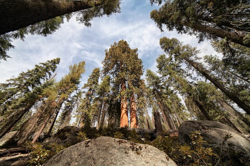 Giant Sequoia Trees — Green, Serene, Afternoon, Photograph