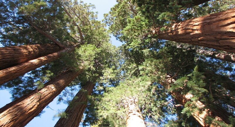 Giant Sequoia Trees — Green, Serene, Afternoon