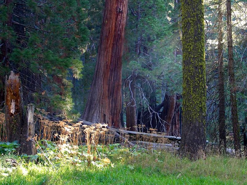 Giant Sequoia Trees — Green, Serene, Morning