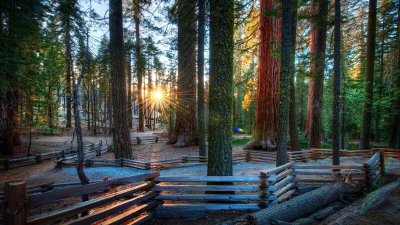 Giant Sequoia Trees — Green, Serene, Sunset