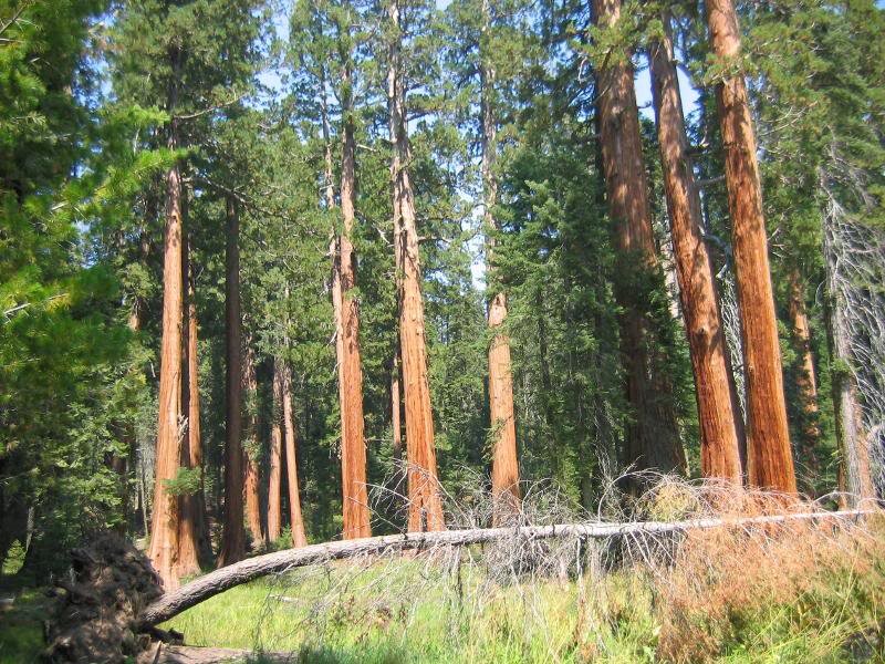 Giant Sequoia Trees — Green, Serene