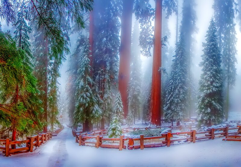Giant Sequoia Trees — Green, Serene, Winter