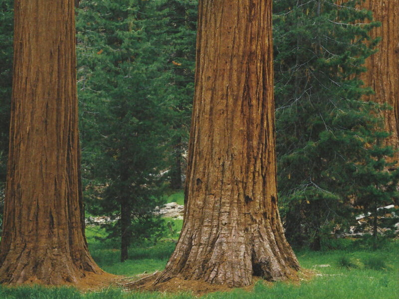 Giant Sequoia Trees — Green