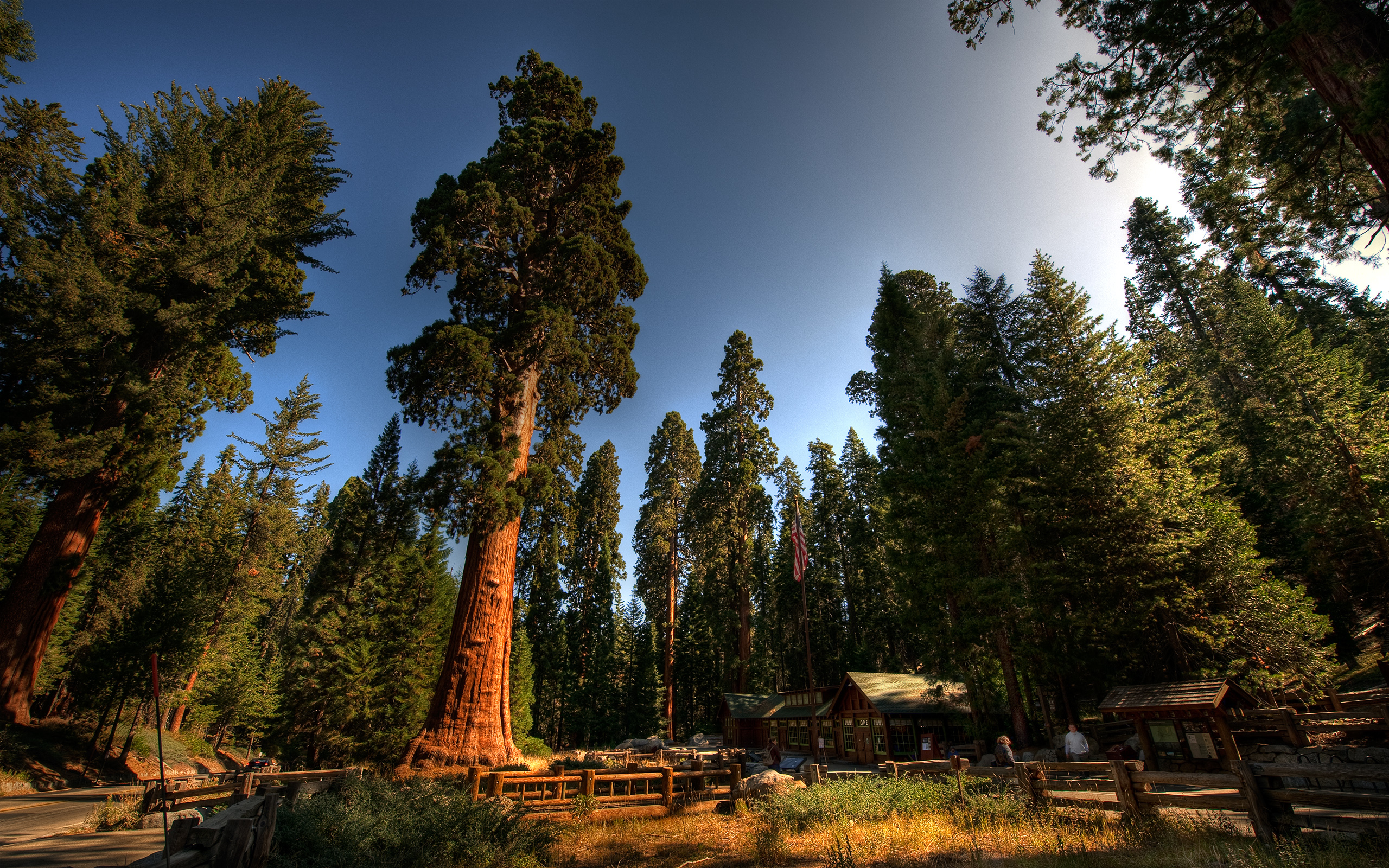 Giant sequoia trees in forest