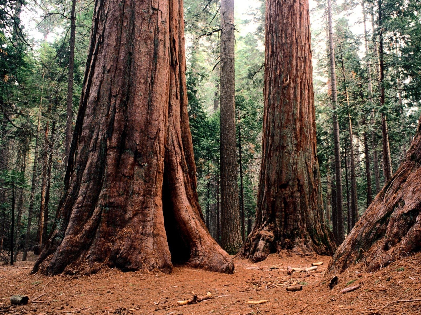 Giant sequoia trees in forest