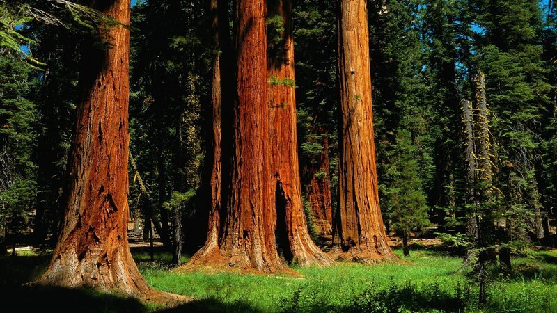 Giant sequoia trees in forest
