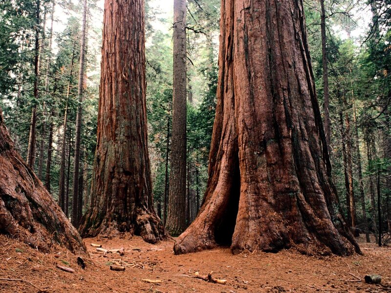 Giant sequoia trees in forest
