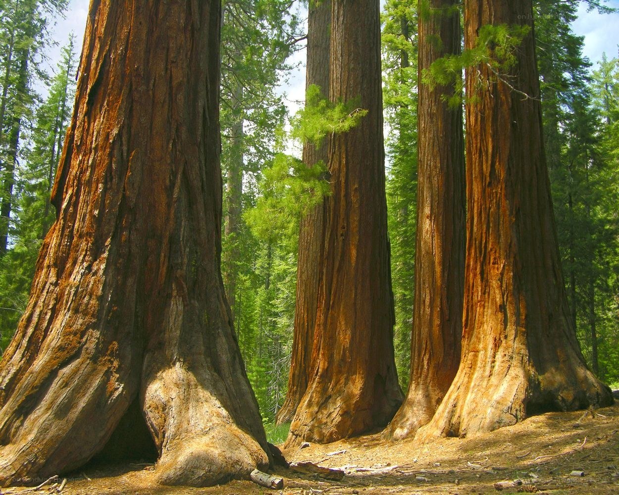 Giant sequoia trees in forest