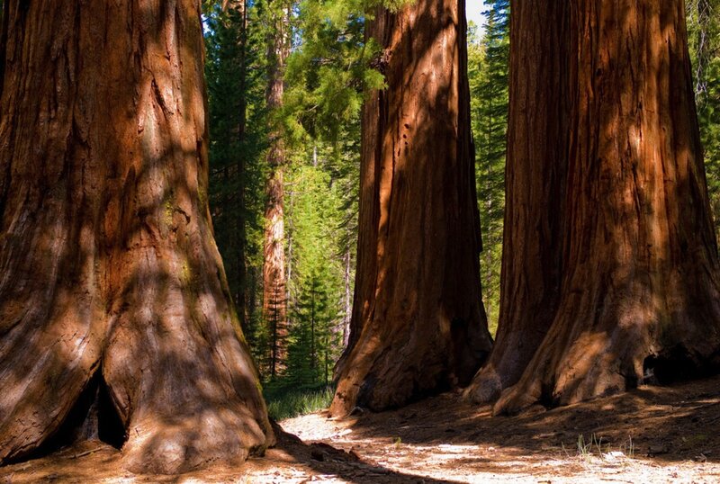 Giant sequoia trees in forest