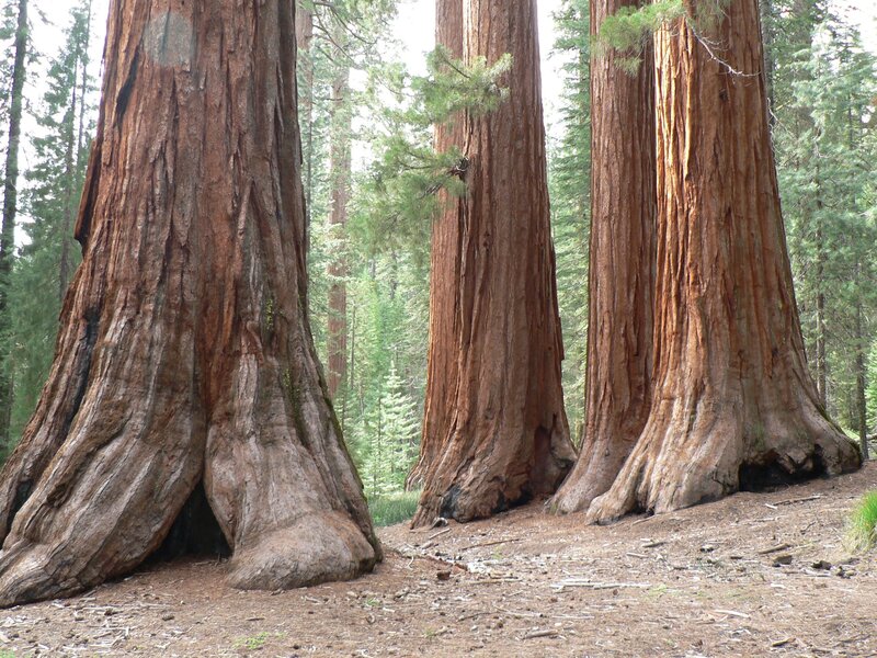 Giant sequoia trees in forest