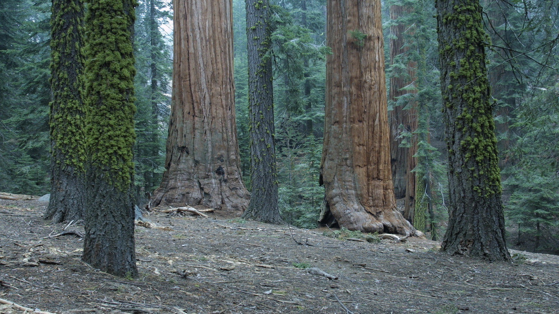 Giant sequoia trees in forest