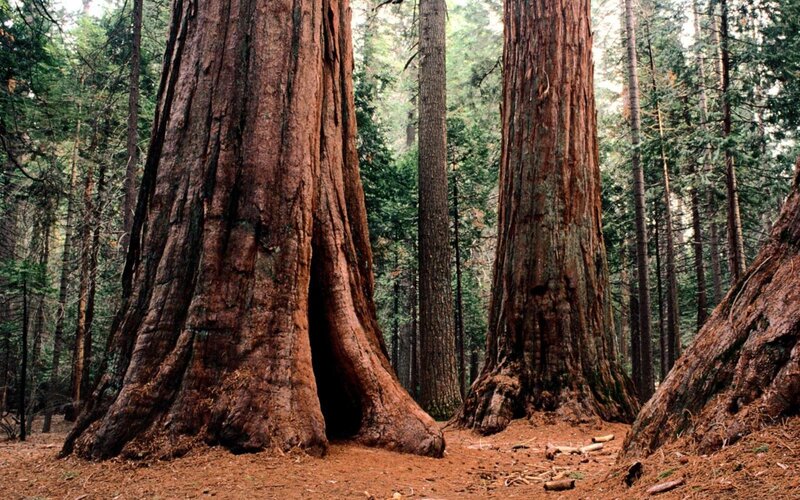 Giant Sequoia Trees — Serene