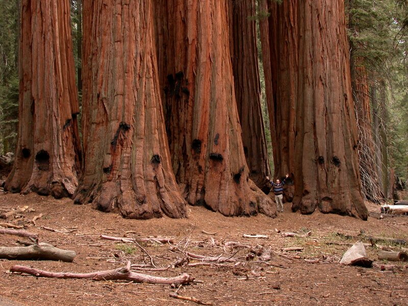 giant sequoia trees