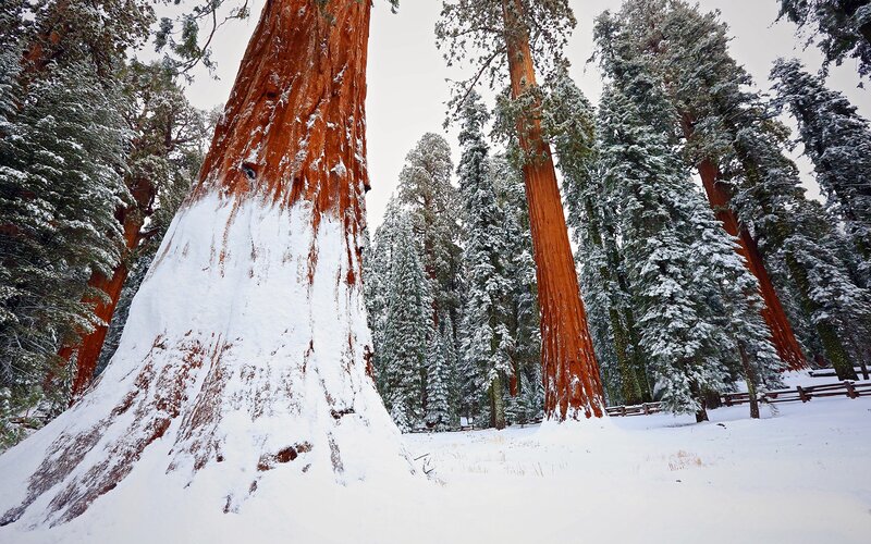 Giant Sequoia Trees — White, Serene