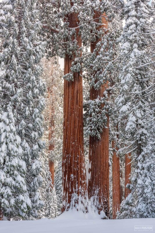 Giant Sequoia Trees — White, Serene, Winter