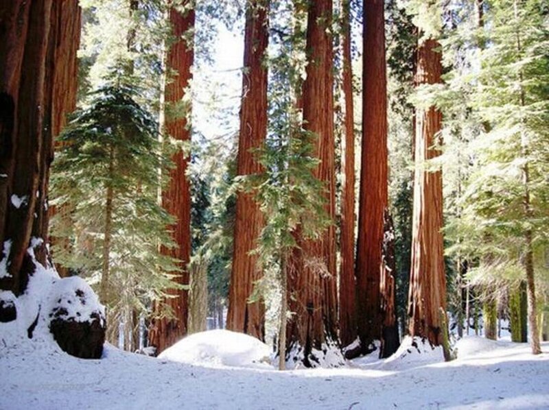 Giant Sequoia Trees — White