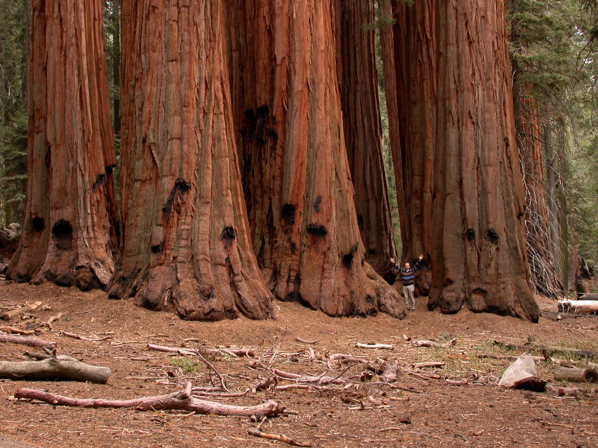 giant sequoia trees