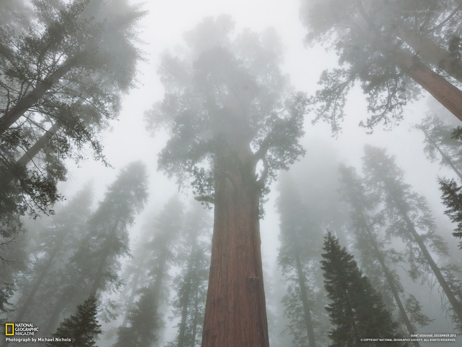 Giant sequoias in fog