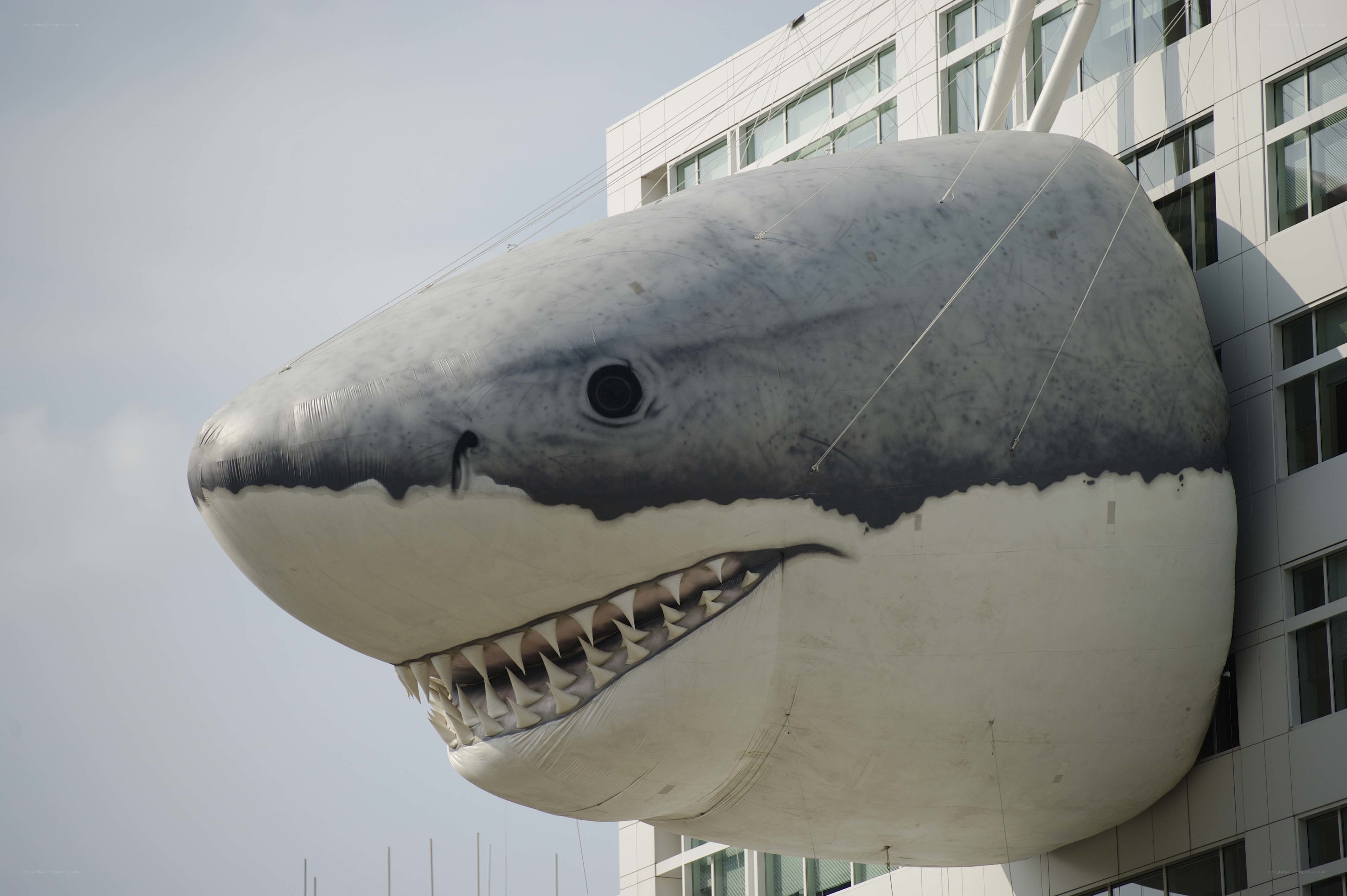 giant shark head sculpture