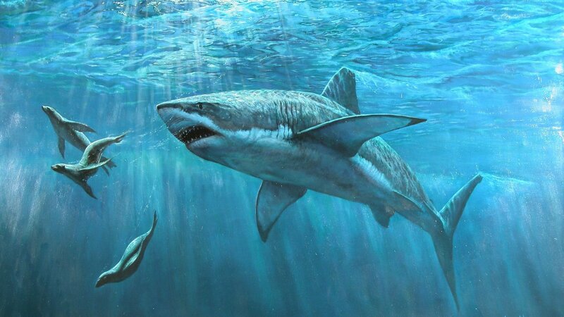 Giant Shark Swimming