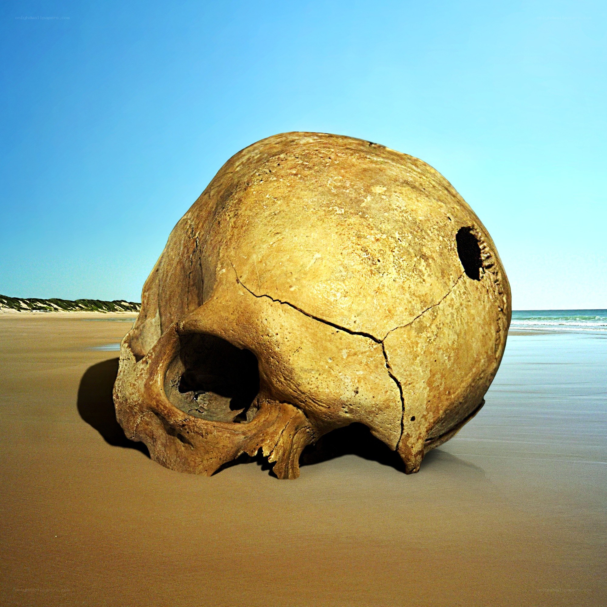 giant skull on a beach