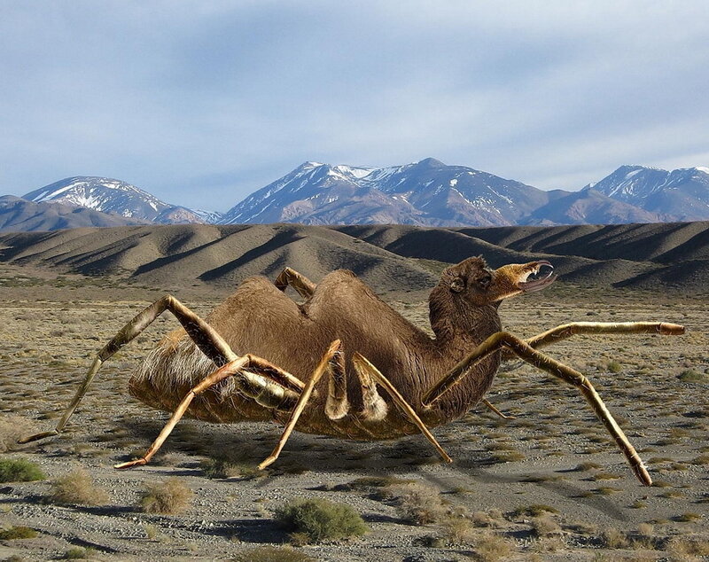 giant spider camel hybrid